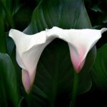 Colourful Arum Lily Bulbs varieties
