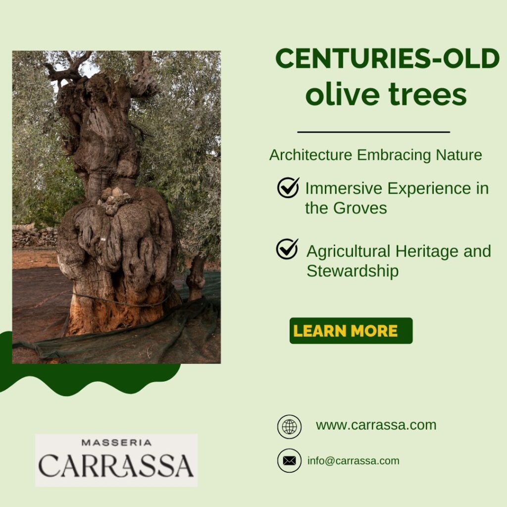 Centuries-old olive trees