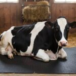 Cow Mats