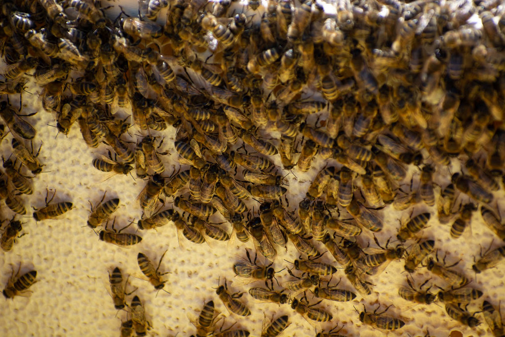 Bee Behavior Around New Construction Sites Explained