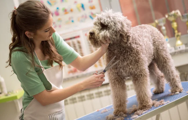 How Pet Grooming Helps Detect Early Health Warning Signs