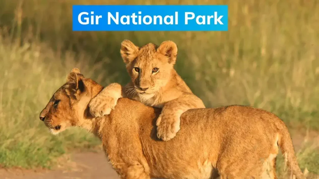 Gir National Park Wildlife Tour Package: Into the Kingdom of Asiatic Lions