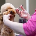 How to Handle Anxious Dogs During Grooming Sessions