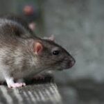Mouse exterminator Calgary