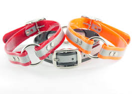 Dayglo Dog Collars: The Science of Visibility and the Psychology of Bold Canine Gear