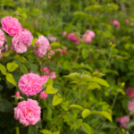 rose plant online