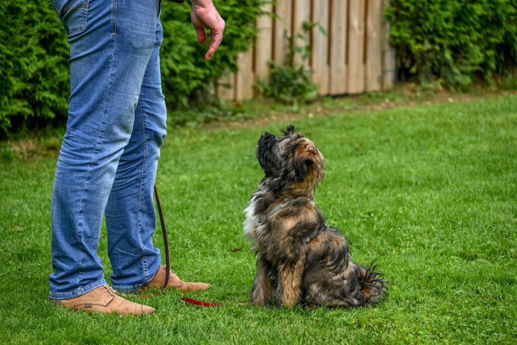 Group Training Classes for Dogs