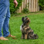 Group Training Classes for Dogs