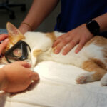 Pet Loss Grief Counselors in Riverside, CA