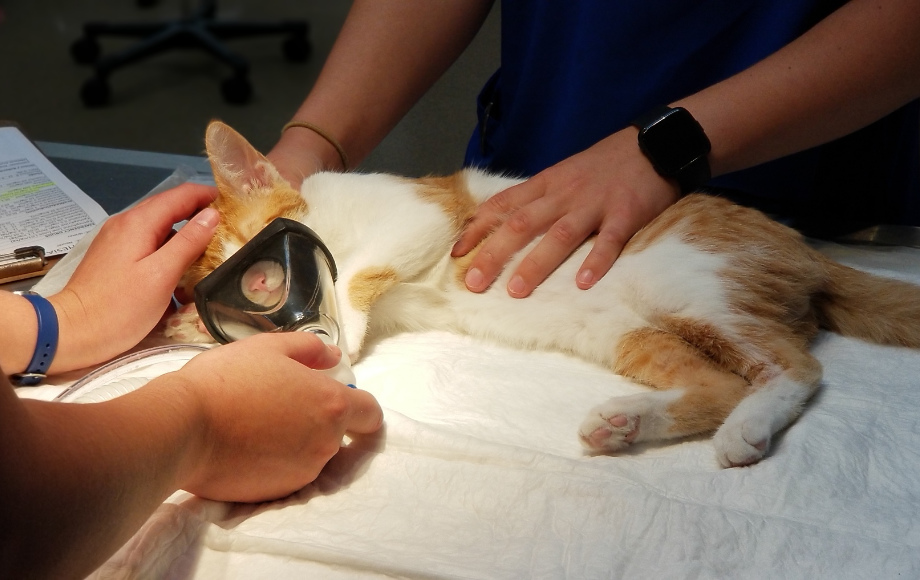 Pet Loss Grief Counselors in Riverside, CA