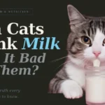 can-cats-drink-milk-Petbudsuk