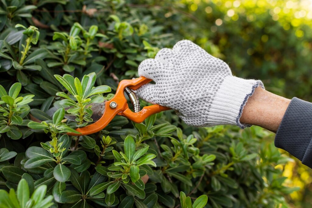 shrub & hedge pruning