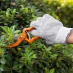 shrub & hedge pruning