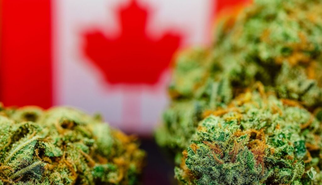wholesale weed canada