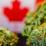 wholesale weed canada